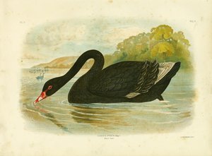 Zwarte Zwaan, 1891